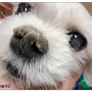 방학동물외과센터 이미지