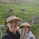 송산유치원 | [ 광주 양떼목장 / 송산목장 ] 17개월 아기와 2번 방문 후기