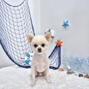 보들하이 이미지