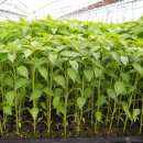 토고미농장 이미지