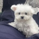 베베 애견유치원 네이버블로그