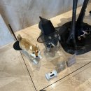 아이파크크리링 | [용산/그랜드 머큐어]:주니어스위트 객실,피트니스 센터,수영장,사우나 후기🐉반려동물 추가요금