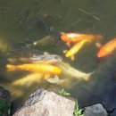 백암-8 이미지