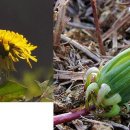 하얀민들레 이미지