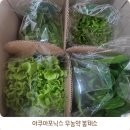 봉채국수 | 아쿠아포닉스 무농약 봉채소
