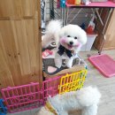 소중한 개 이미지