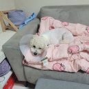 닥터각 동물병원 이미지