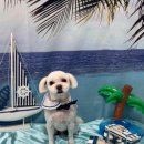 댕스타일 이미지