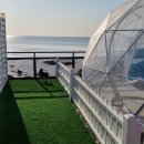 펫-오션 이미지