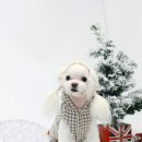 보니또펫 이미지