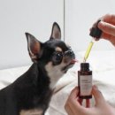 올리브덴탈 이미지