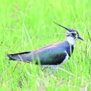 공설운동장(북편) 이미지