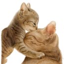 퍼스트 독 앤 캣 이미지