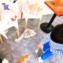 타임월드 고양이 카페 낭만 야옹이 솔직 후기