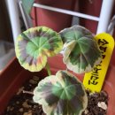 행복구대 이미지