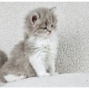 드림동물병원 이미지