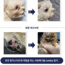 주식회사 다빈치펫푸드 | 다빈치독 사료 노령견도 먹기 좋은 알갱이 작은 사료라 좋아요!