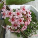 호야 Daum카페
