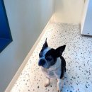 까까앤독 이미지