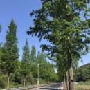 신두왕로 이미지