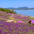 전남 섬여행 가볼만한곳 베스트6 봄꽃 여행지 축제 이미지