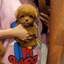 강아지분양 퍼피베이비 이미지