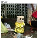 생선파는고양이 Daum카페