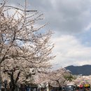 행암로314번길 | 2025 진해 군항제 벚꽃 개화 현황 (4/4기준), 드라이브 코스 추천