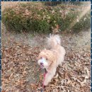 아지묭실 | 동탄애견미용 반려견이 행복해지는 공간 아지묭실