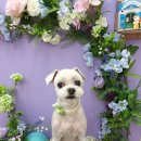 펫지살롱 이미지