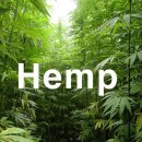 ★헴프 씨앗(Hemp seeds) -최대규모의 Manitoba Harvest사 생산 -심장 및 심혈관에 도움 -풍부한 단백질,오메가 3 & 6 -Vegan -Kosher -Paleo -BRC인증 -샐러드, 이미지