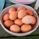 공수농장 이미지