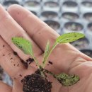 맑은샘농장 이미지