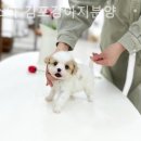 멍스타 김포강아지 분양 이미지