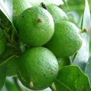 라임 (Lime) 이미지