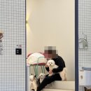 아지트댕댕 이미지