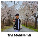 남지제일교회입구 | 창녕 남지 개비리길 수양벚꽃 실시간 후기