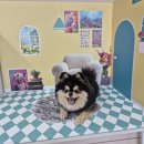 독산온동물병원 | 군산 가족동물병원 강아지 치석 스케일링 후기