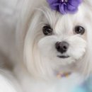 행복한산책 동물병원 이미지