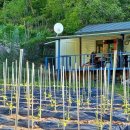 부근농장 이미지