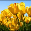 튜울립 이미지
