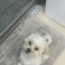 세나클네일