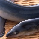 장어의꿈 이미지