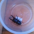 테라롯지흙집 이미지