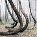 폴란드, 굽은 소나무 숲 (Crooked Forest) 이미지