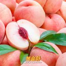 복숭아 이미지