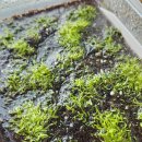 지종농장 | 수상엽 농장