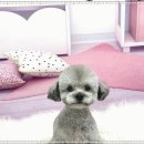 츄펫살롱 이미지