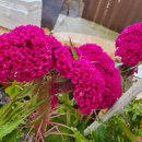 맨드라미 화단 이미지