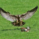 도풀이네 이미지